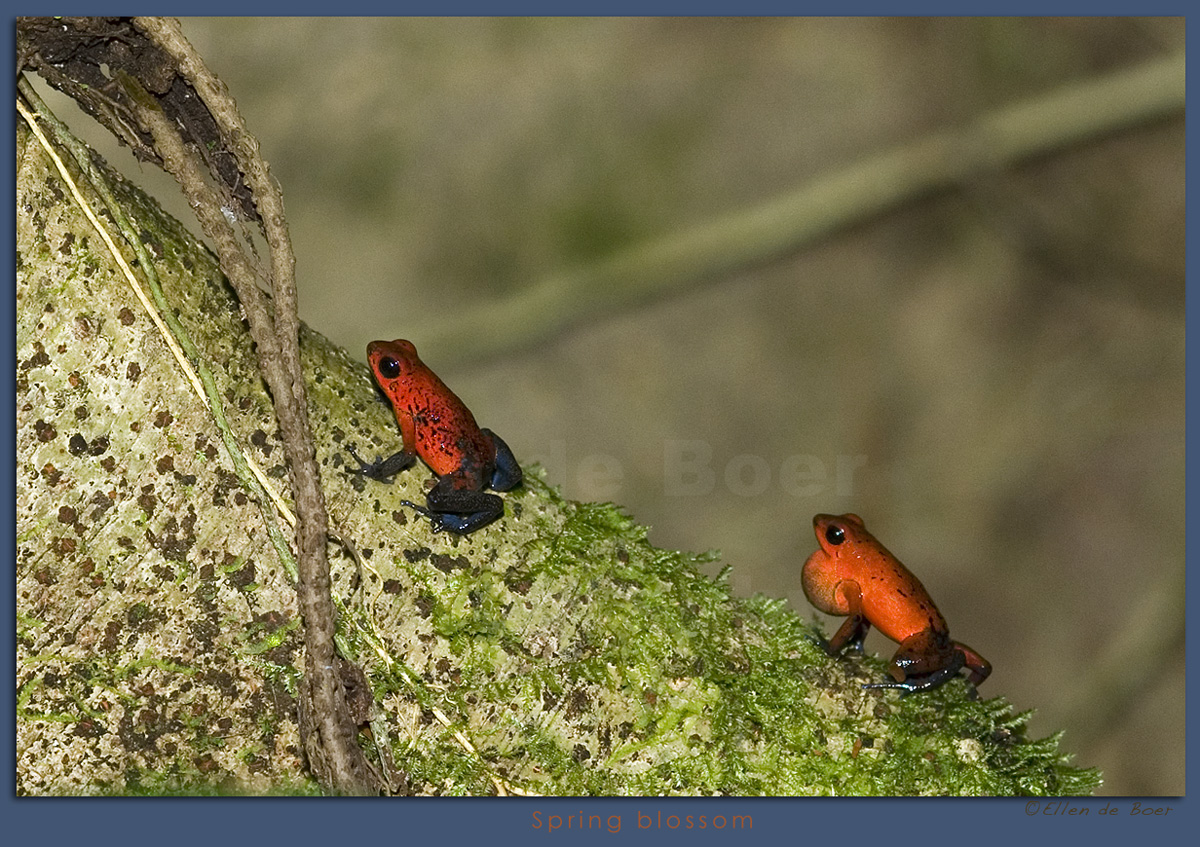 Blue Jeans frog...