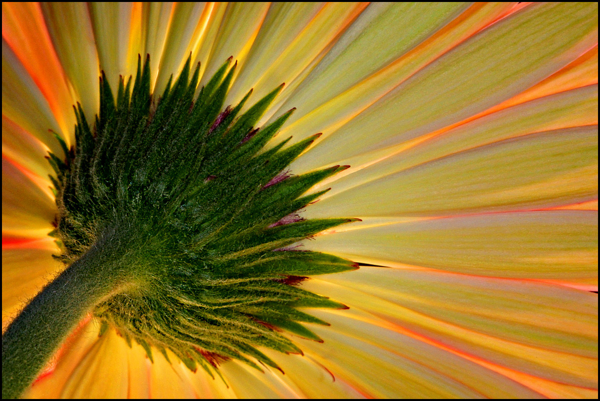 Gerbera Fire