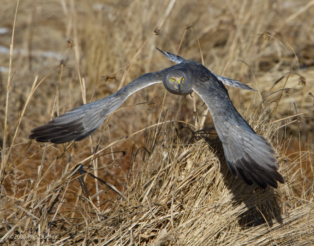Northern Harrier - male