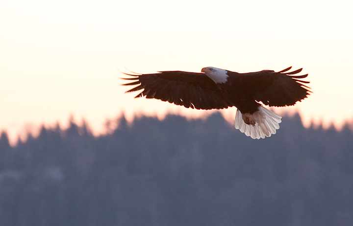 Blaines Eagle