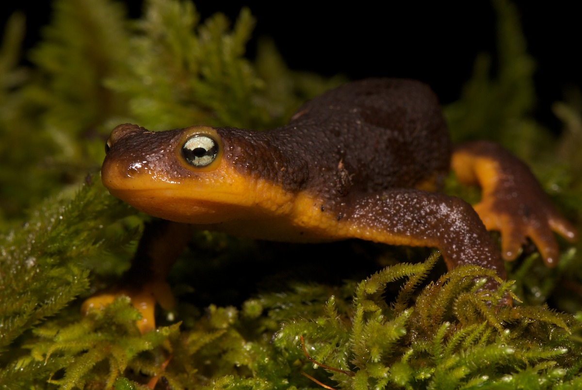 California Newt