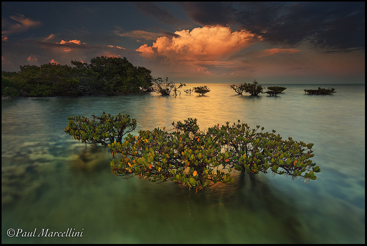 Mangrove Magic
