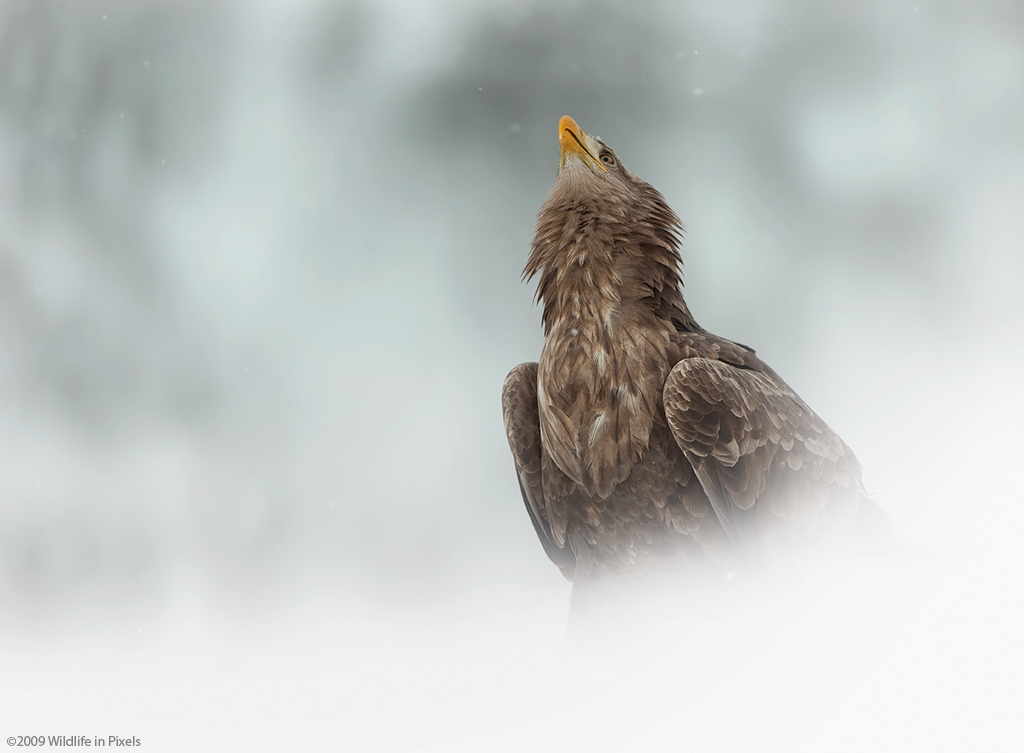 Sky Watcher