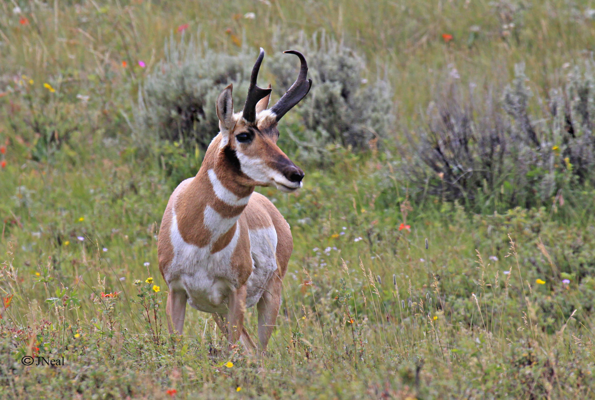 Pronghorn in Flowers