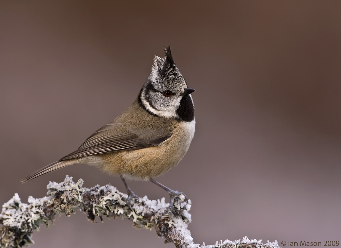 Crested Tit