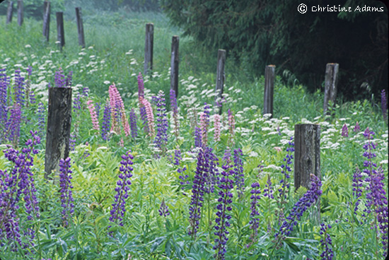 Lupine and Fenceposts