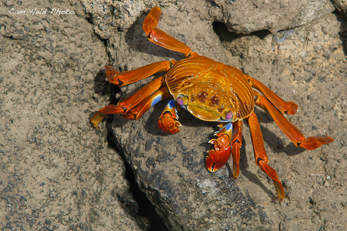 Male Sally Lightfoot