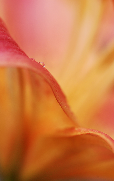 Daylily Fav