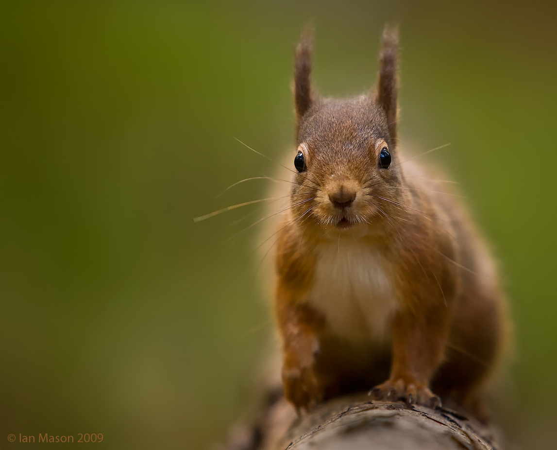 Red Squirrel