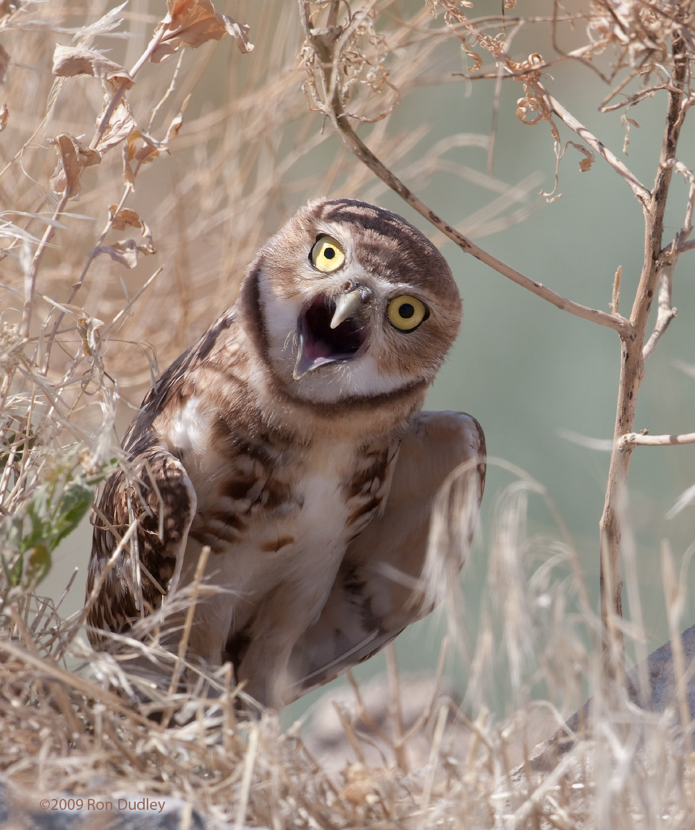 Burrowing Owl