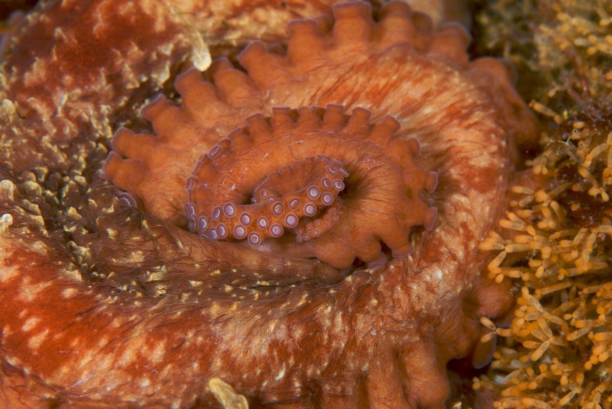 Giant Pacific Octopus