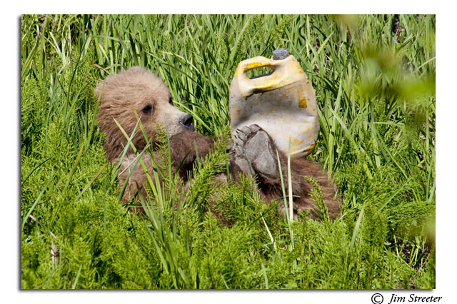 Brown Bear Playtime