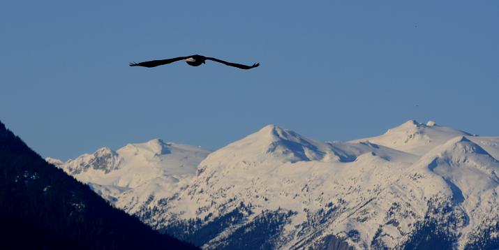 The Long Flight Home