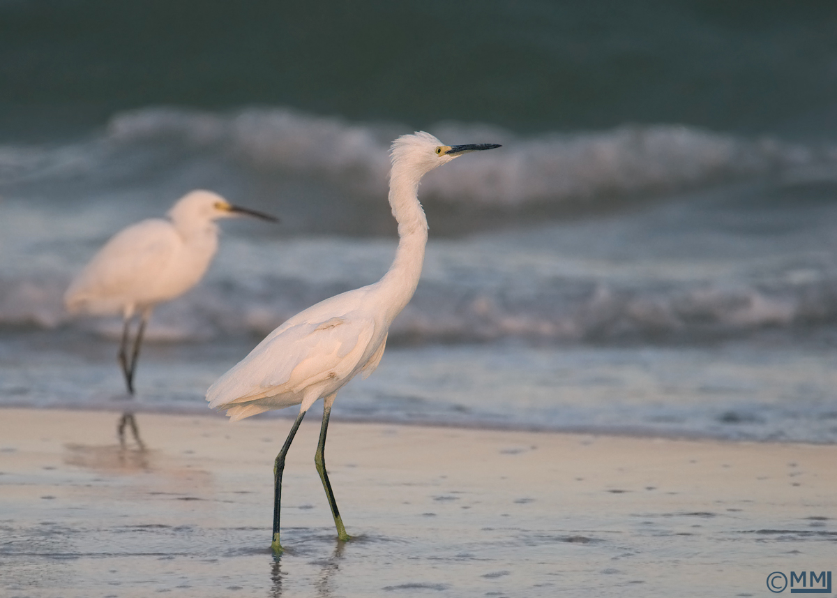Snowy Egrets