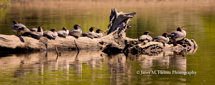 Common Mergansers