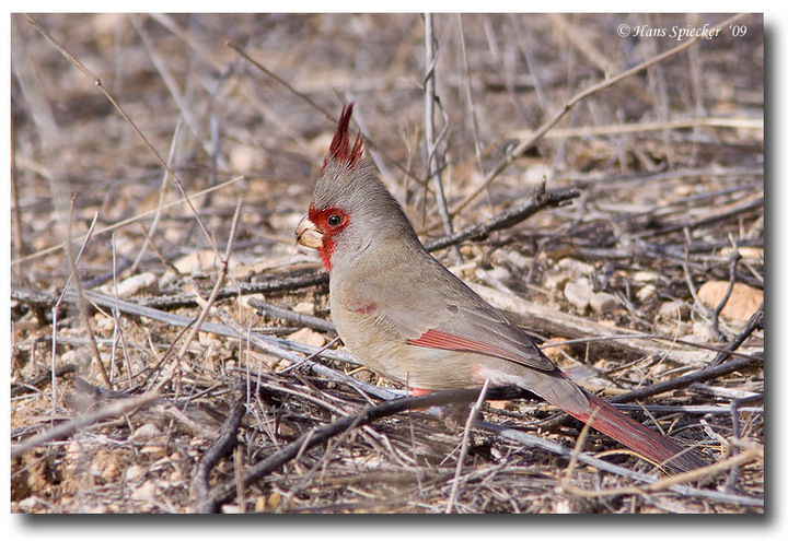 Pyrrhuloxia