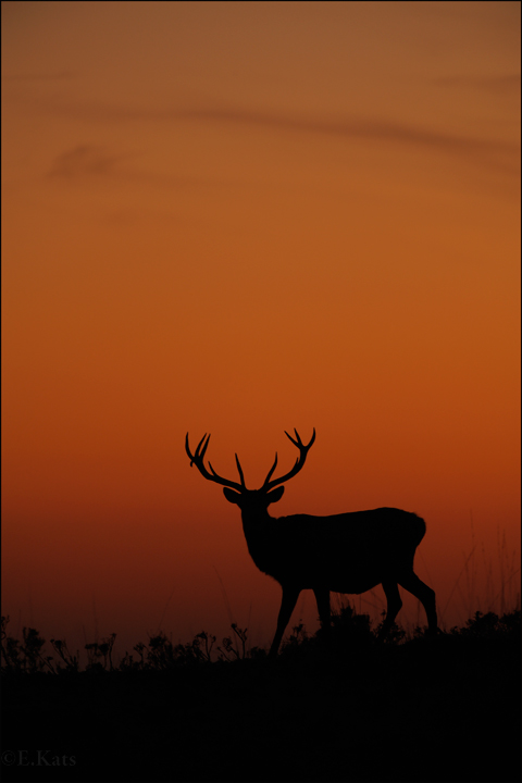 Red deer silhouette
