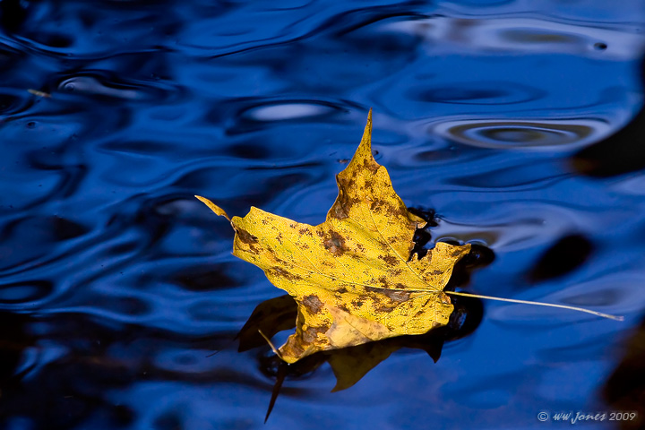 WC#411 - Deep Blue Brook