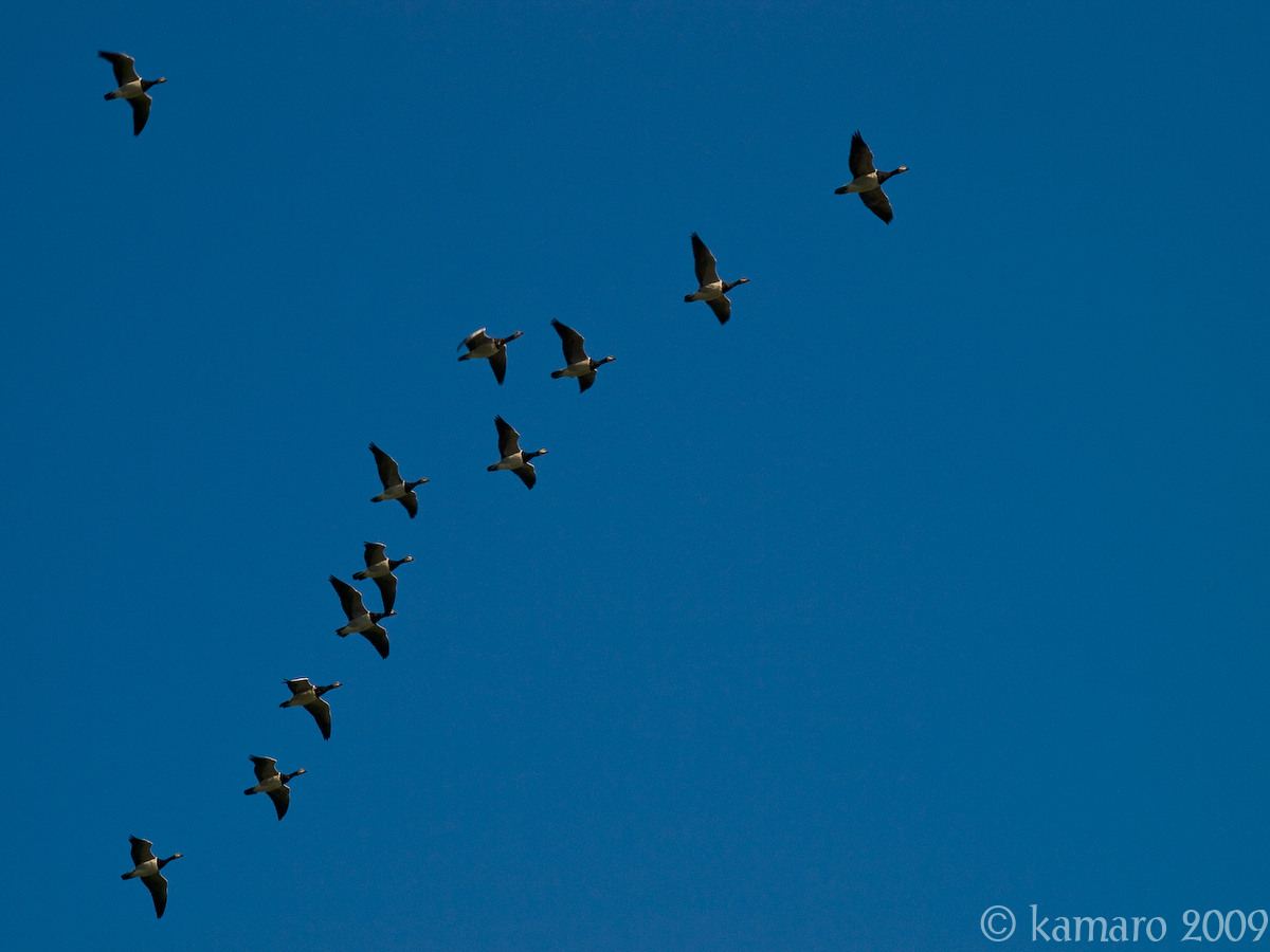 WC #411 - Migration