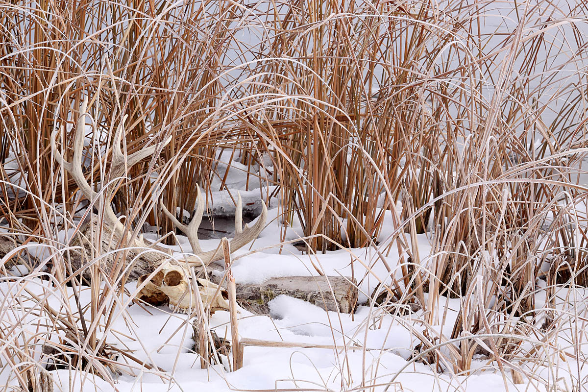 In the snow +repost