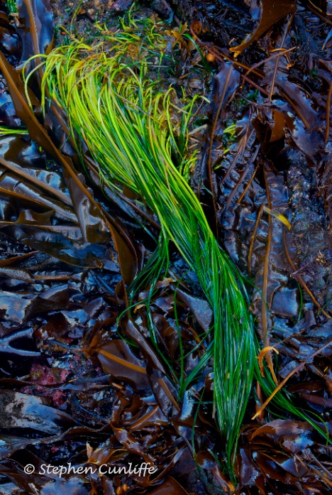Surf Grass