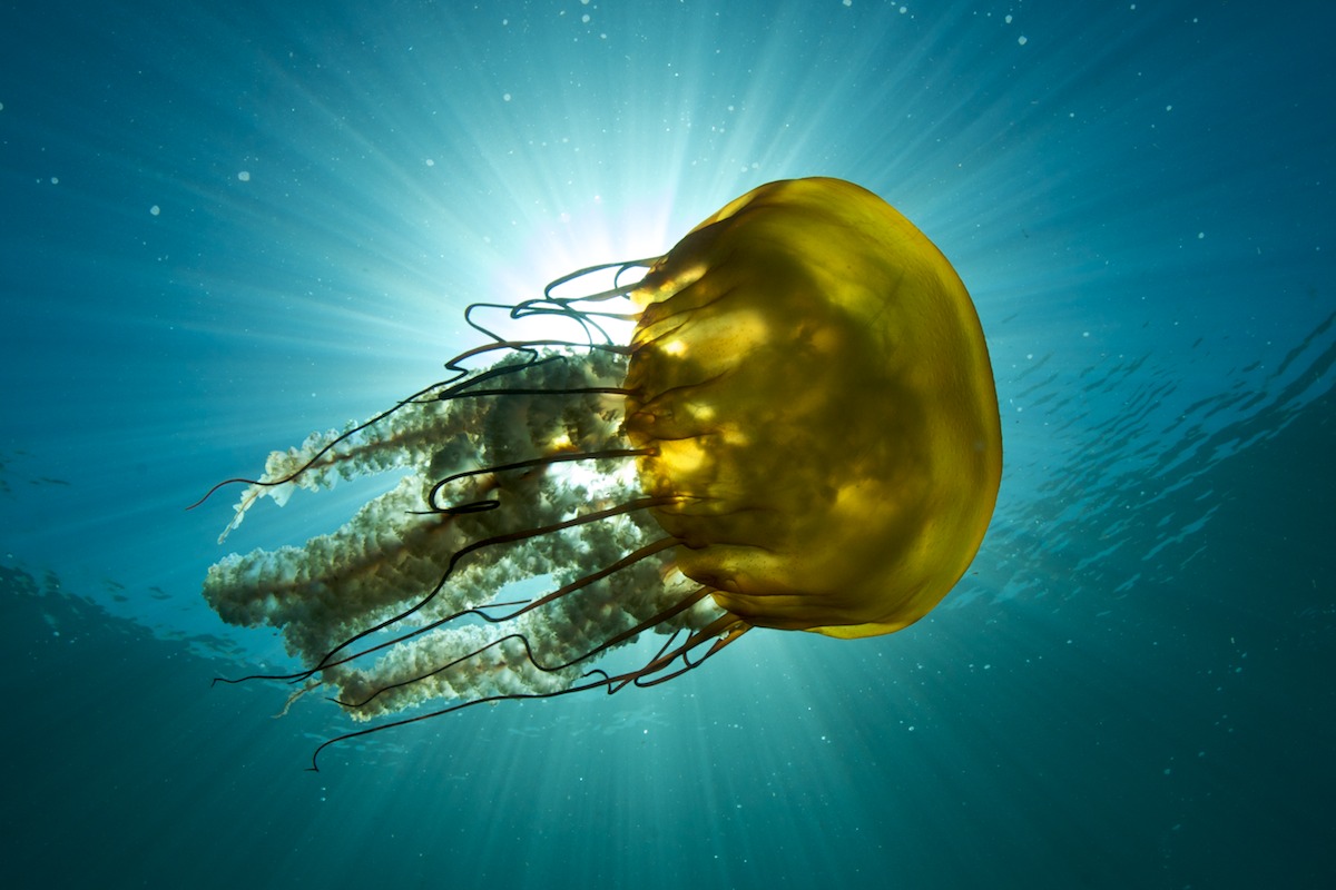 Sea Nettle