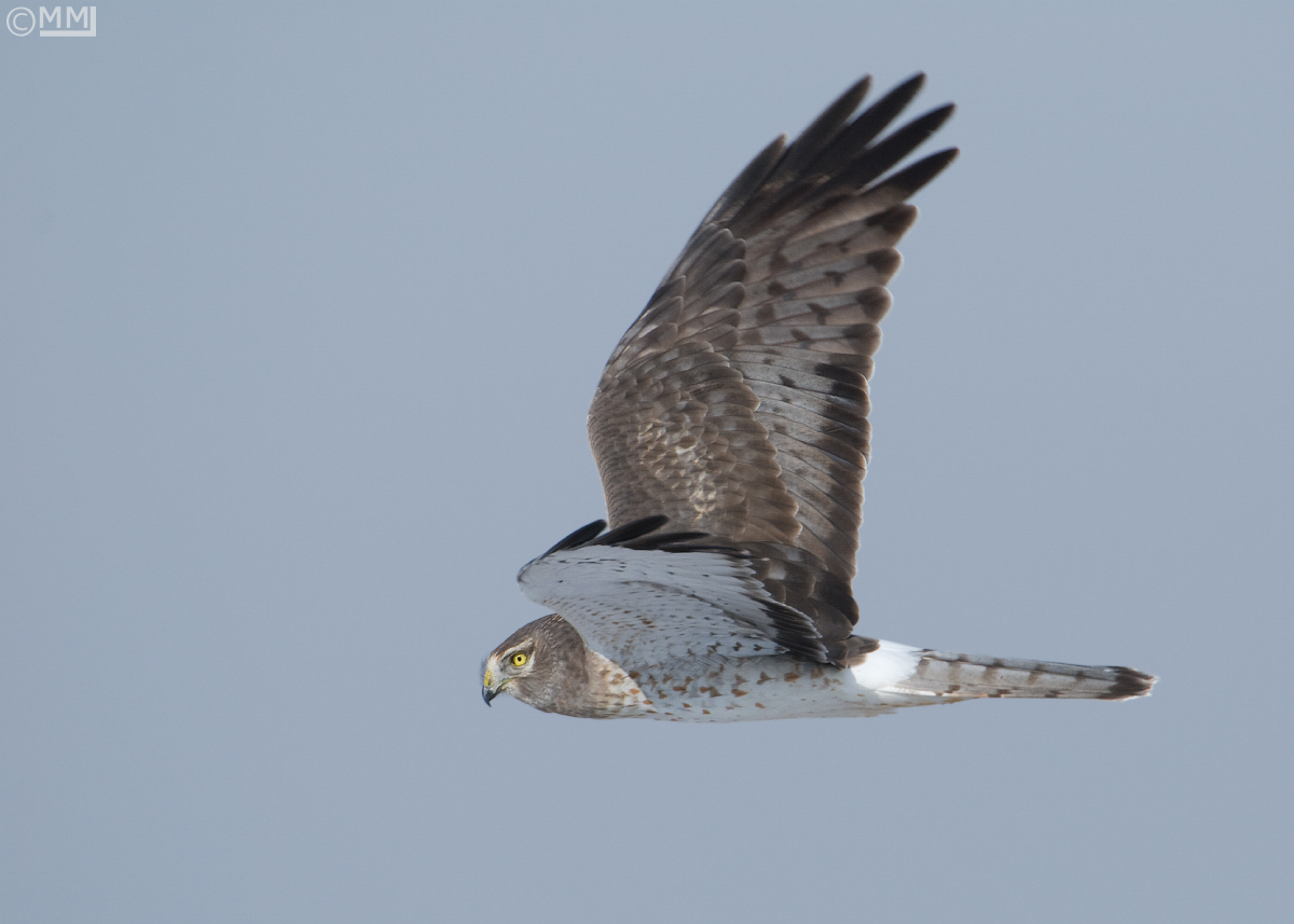 Northern Harrier