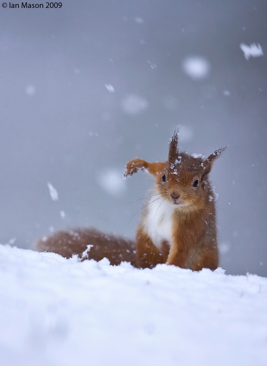 Red Squirrel in Snow