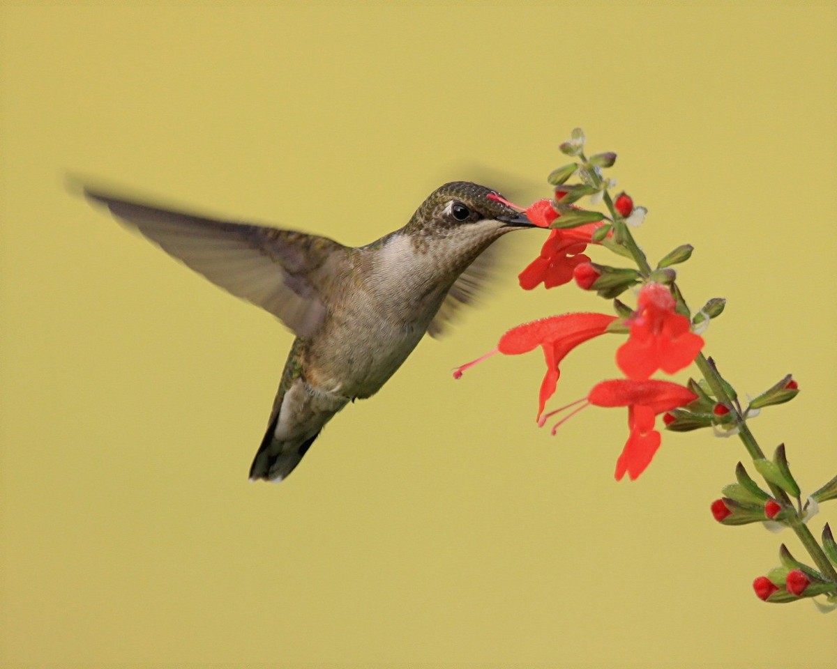Hummer