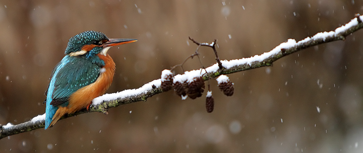 Seasonal Kingfisher