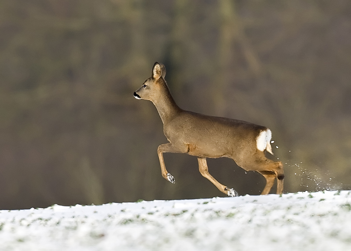 Snowy Roe Deer 