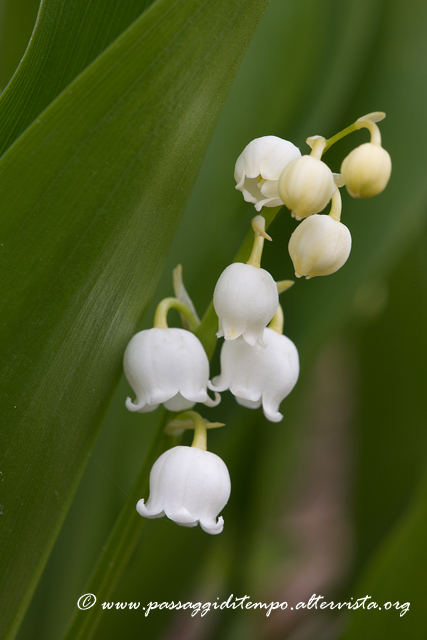 Lily of the valley