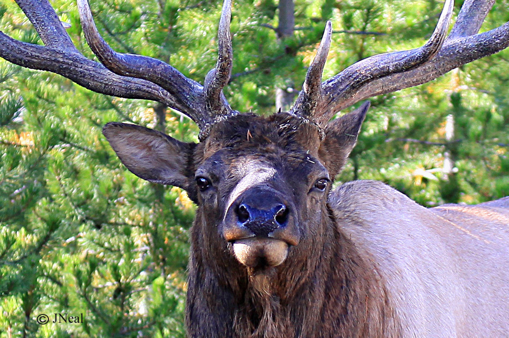 Close Up of an Elk
