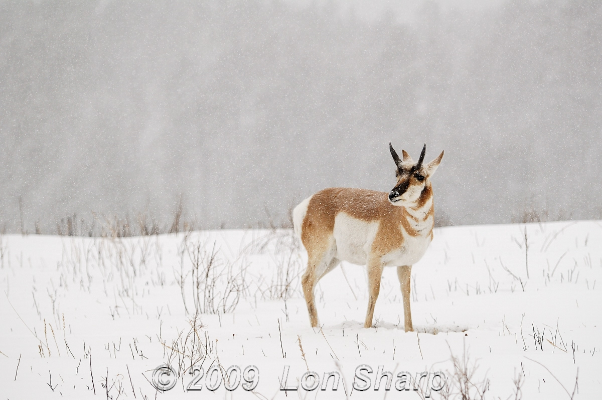 Let it snow...