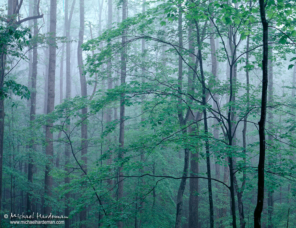 Foggy Mountain Spring