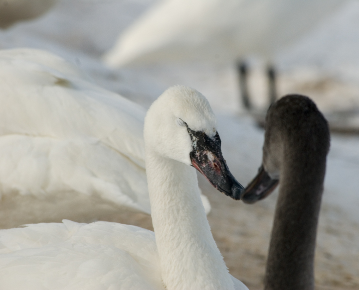 Parent and Offspring