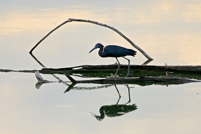 Little Blue Heron