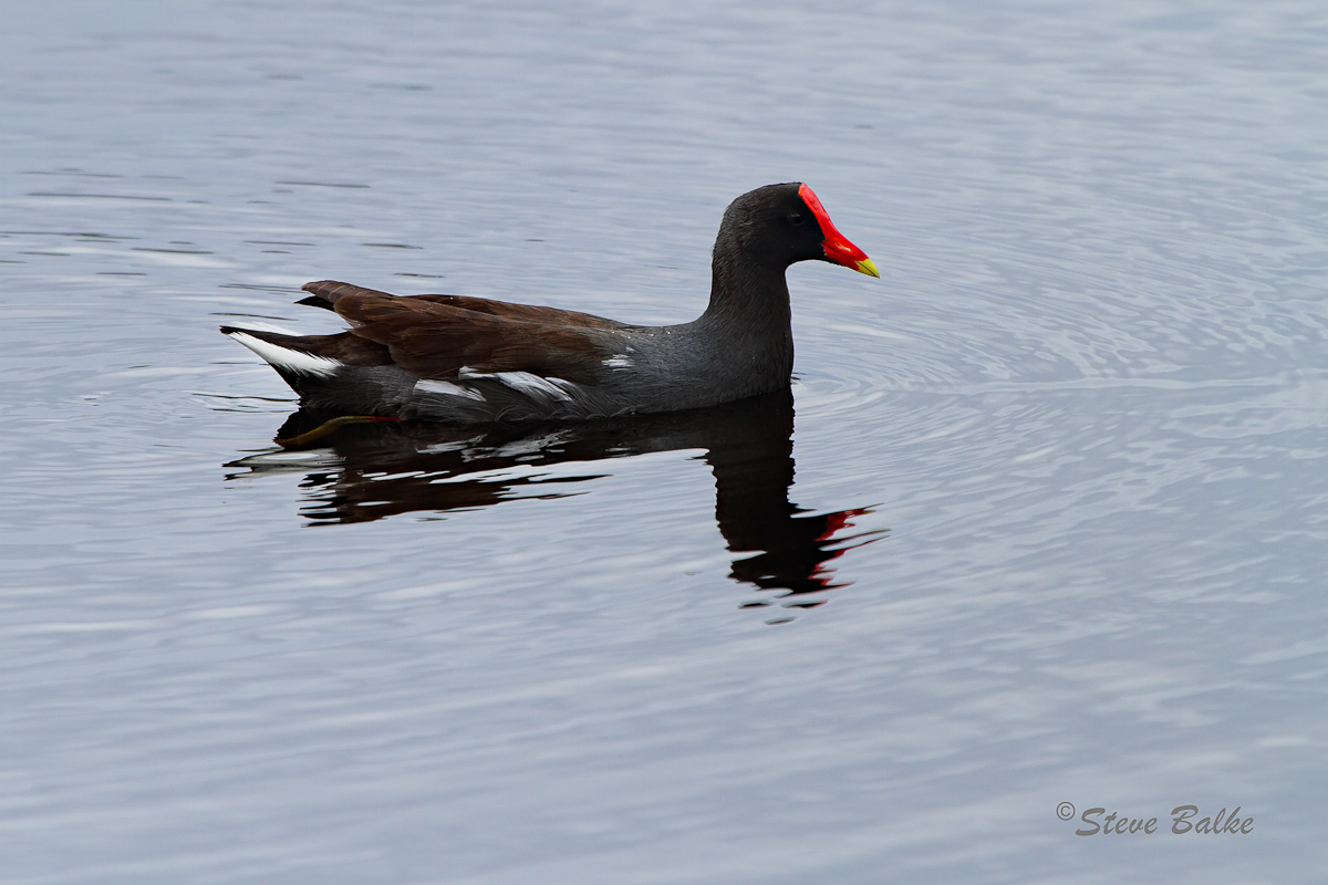 Moorhen+Repost