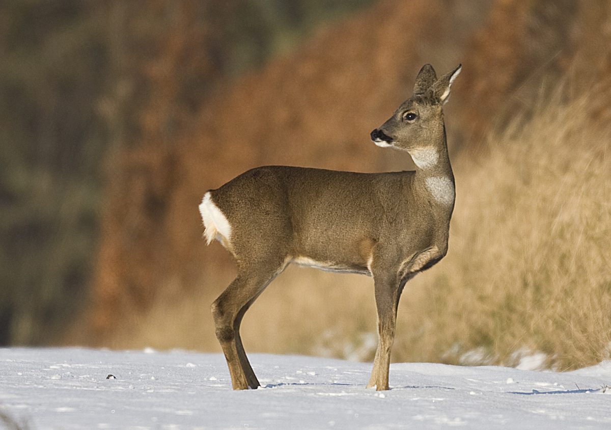 Roe Deer