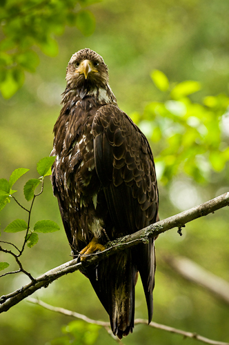 The patient eagle