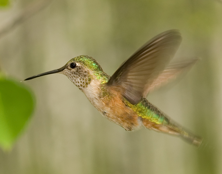 humbird