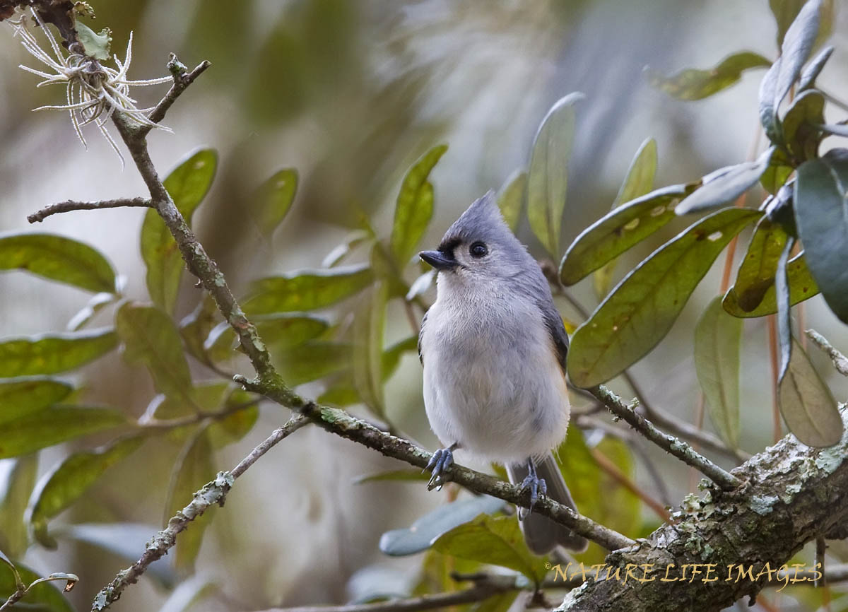 Little Titmouse