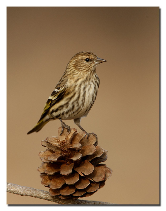 Pine Siskin