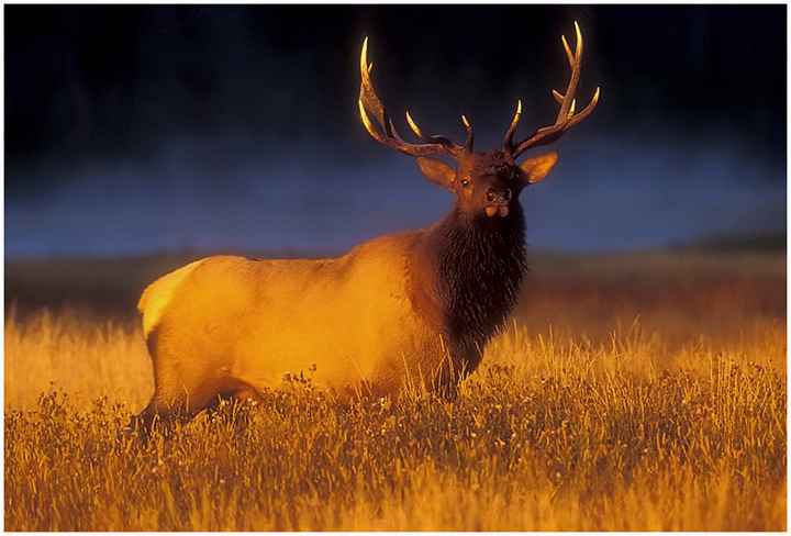 Morning Elk