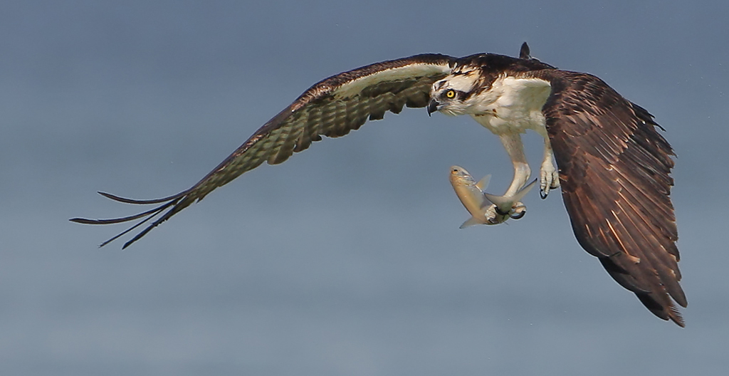 Osprey Morning Catch
