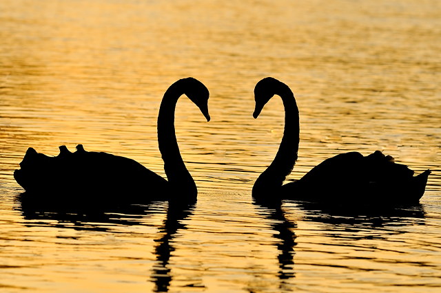 Two Swans in the Sunset