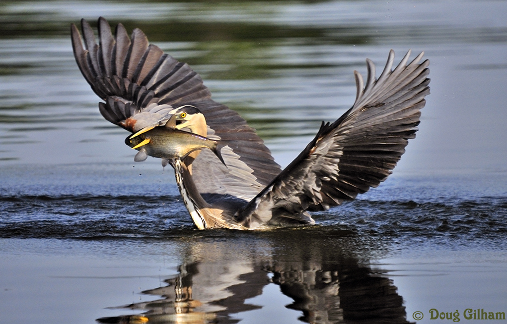 GBH w/catch