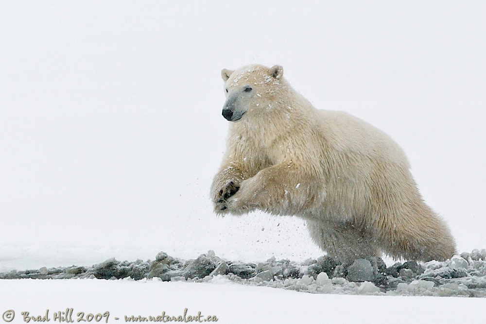 Leaping into 2010...