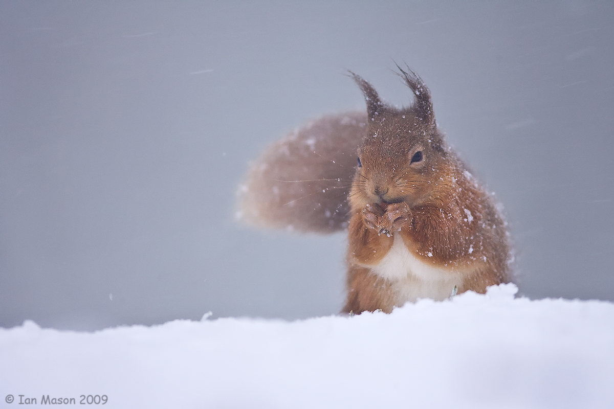 Red Squirrel