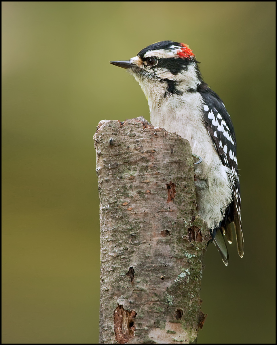 Downy on log +repost